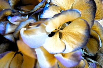 Close-up (macro) van gedroogde paarse hortensia (bloem) met bloemblaadjes in de diepte van Studio LE-gals