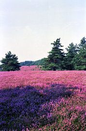 Baumschatten van Joachim Serger