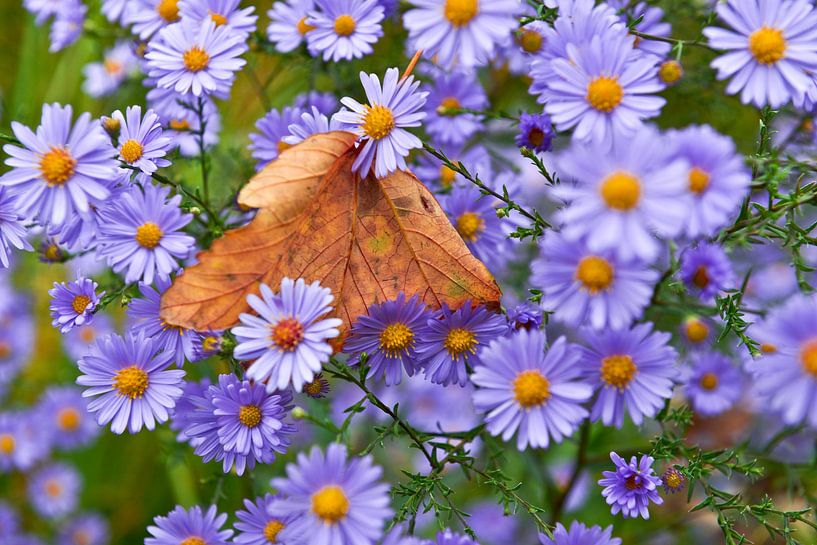 Feuille d'érable flottante sur des asters sauvages violets par Silva Wischeropp