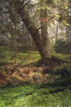 Bannwald Wettenberger Ried im Herbst bei Nebel von Daniel Pahmeier