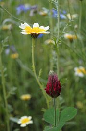 A colourful wildflower meadow, summer, blossoms, daisies, red clover by Janina S.