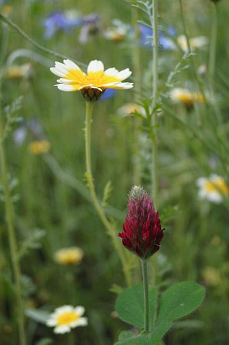 Prairie fleurie, été, fleurs, marguerite, trèfle rose