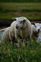 Schapen op de dam