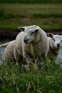 Sheep on the dam