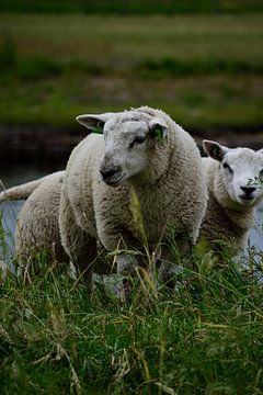 Schafe auf dem Damm von Tanja Huizinga Photography