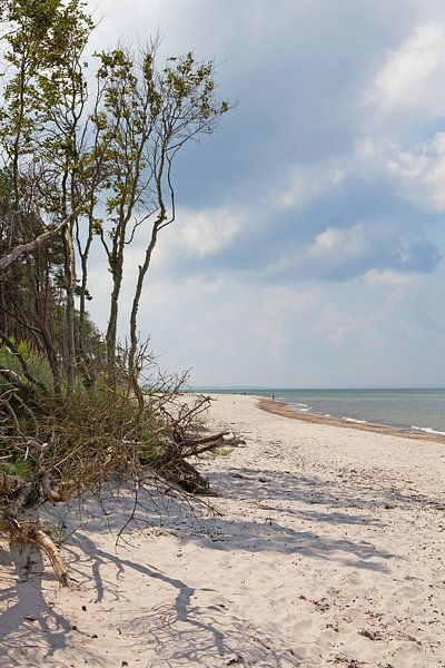 Baltic Sea: Darß - West Beach by t.ART