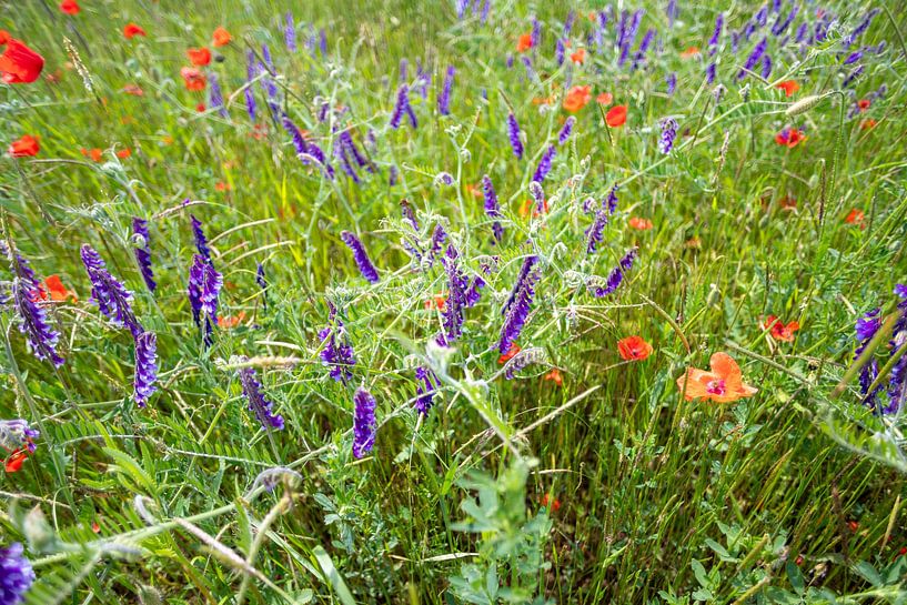 Klaprozen in een veld in Duitsland van de-nue-pic