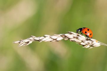 The run-up by Ronnie Foesenek