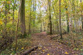 Herbst im Wald von Marcel Derweduwen