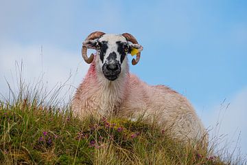 Ierland - vrouwelijke schapen van Meleah Fotografie