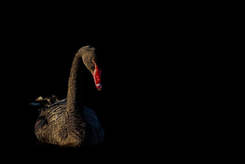 Schwarzer Schwan von Nienke Bot