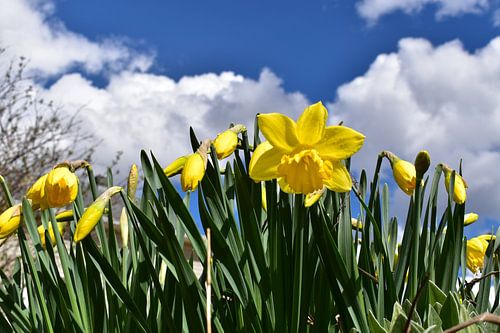 Narcissen in de tuin
