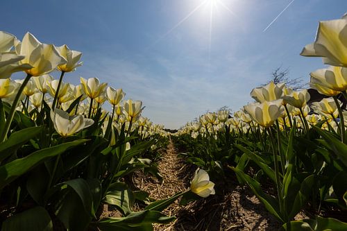 Bollenveld - Gele Tulpen