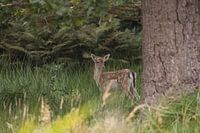 Damhert calf