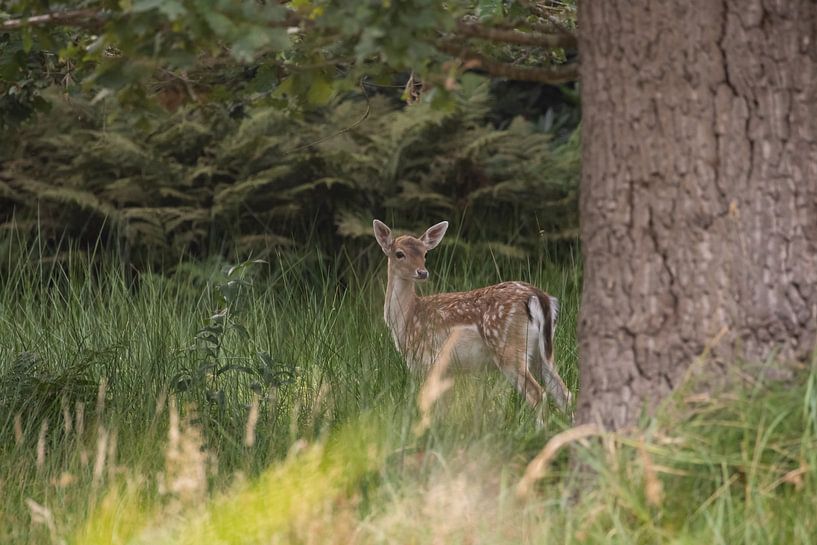 Damhert calf by Louise Poortvliet