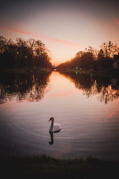 Zwaan tijdens zonsondergang van LUDWIGSTREET