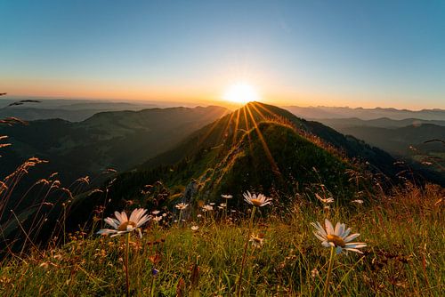 Zonsopgang met bloemen op de Hochgrat