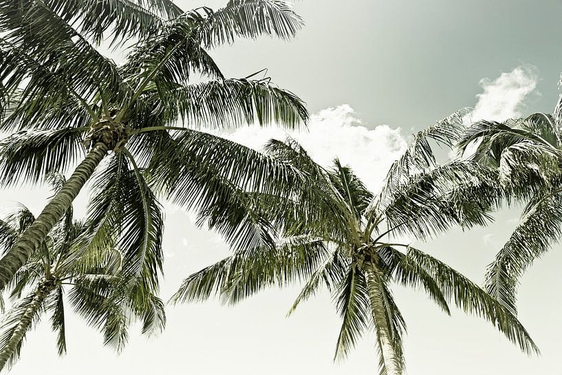 Vintage Palm Trees by Melanie Viola