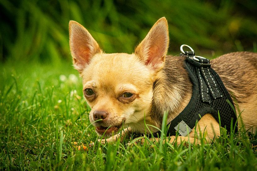 Hund von Johnny Flash