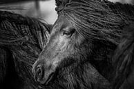 Pony zwart wit portret van Jeroen Mikkers thumbnail