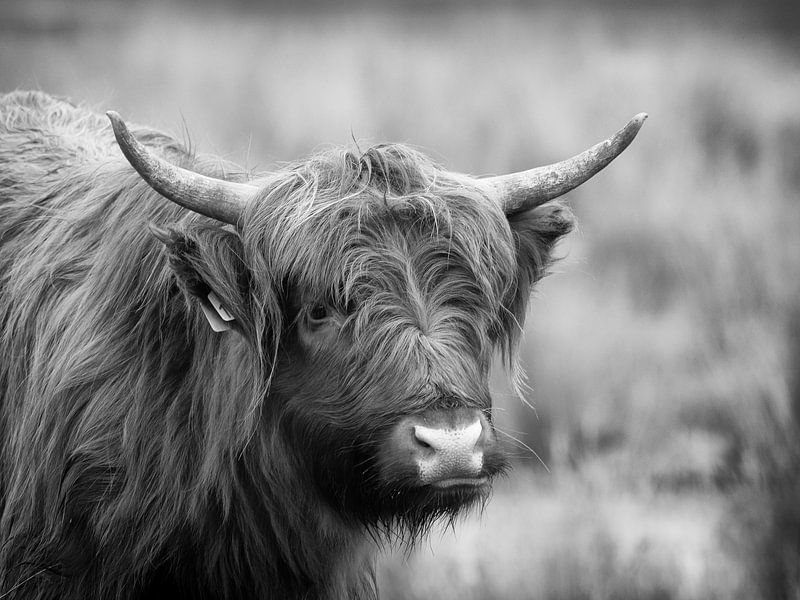 Scottish Highlander by Maikel Brands