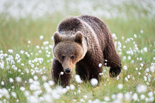 Bruine beer volwassen man (Ursus arctos)