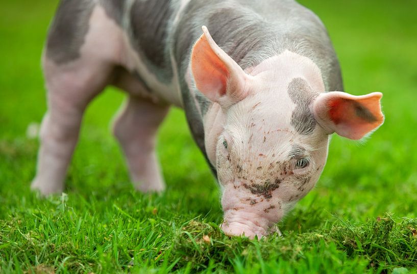 Piglets by Bo Valentino