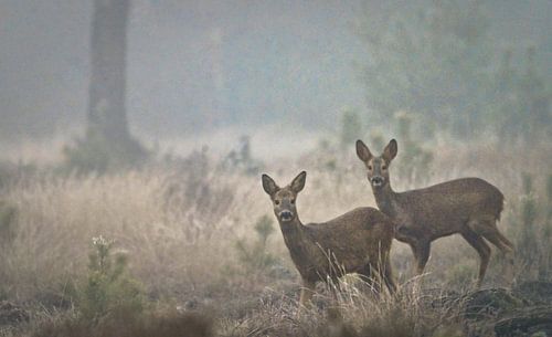 Two deer in a misty field