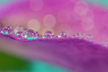 Colourful: Drops resting on a pansy by Marjolijn van den Berg