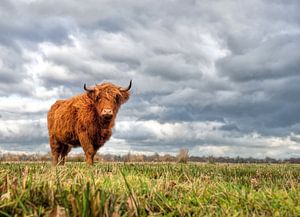 Schotse hooglander, dreigend noodweer von John Dekker