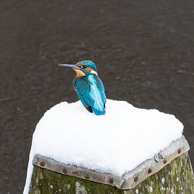 Martin-pêcheur dans la neige sur Marjo van Balen