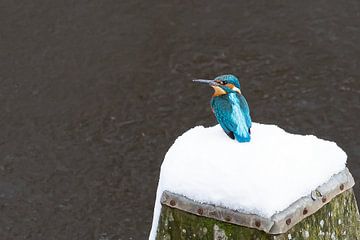 Martin-pêcheur dans la neige sur Marjo van Balen