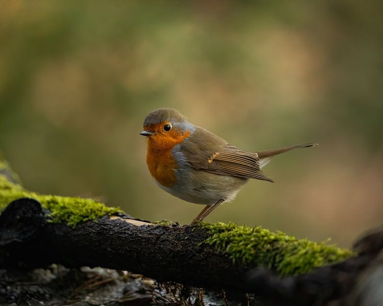 Robin by Stuart De vries