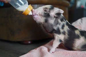 geschecktes Minischweinchen in Handaufzucht bei der Fütterung