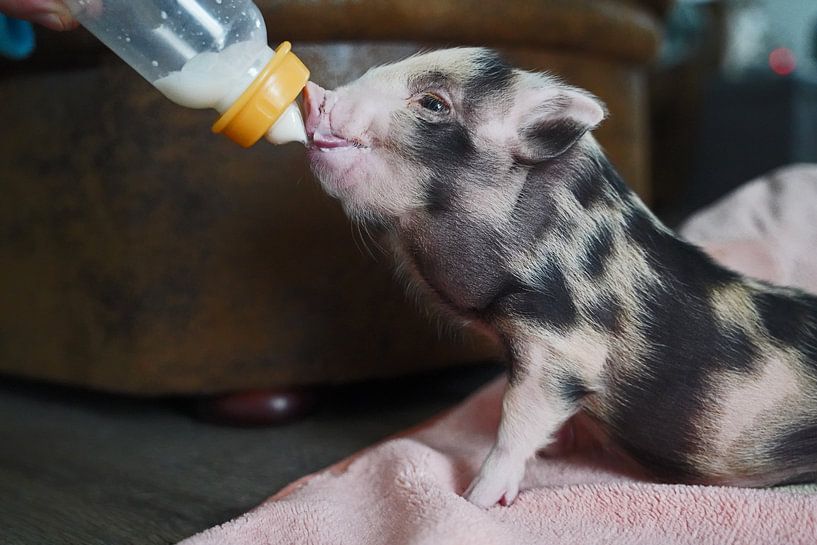 pied mini piglet in hand rearing at feeding time by Babetts Bildergalerie