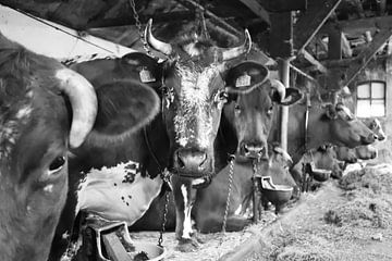 Koeien in oude koeienstal van Ton Tolboom