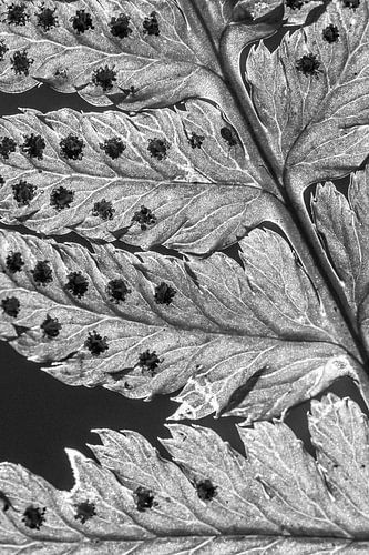 Springstaartje op een varen