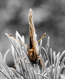 vlinder van Marcel Kelfkens