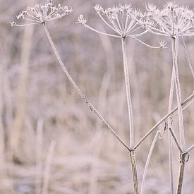 Winterbloemen van Andrea Haase