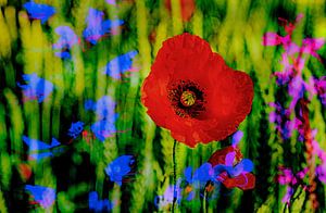 Mohn, Farbenpracht 6