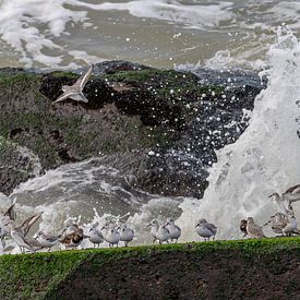 Photographie d'oiseaux - Bécasseaux sanderling... sur Bert v.d. Kraats Fotografie