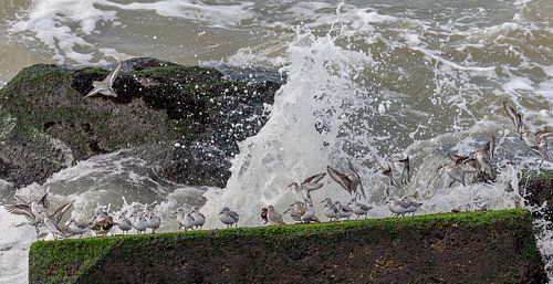 Vogelfotografie - Drieteenstrandlopers...