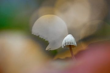 herfst van Pim Leijen