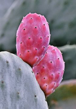 twee rode cactusvijgen van Werner Lehmann