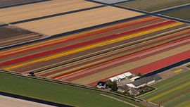 Aerial view of the farm between the flowering tulips by aerovista luchtfotografie