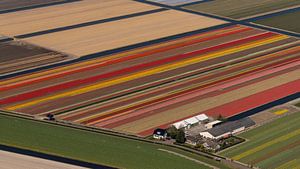 Vue aérienne de la ferme entre les tulipes en fleur sur aerovista luchtfotografie