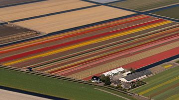 Luchtfoto boerderij tussen de bloeiende tulpen van aerovista luchtfotografie