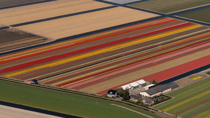 Aerial view of the farm between the flowering tulips by aerovista luchtfotografie