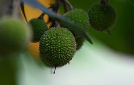 Natuur by Leonie Peeters