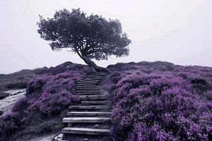Nebel hinter Baum